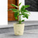 ivory maranta arundinaceaarrowroot