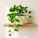 Marble Queen Pothos