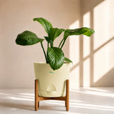 ivory peace lilyspathiphyllum