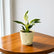 Philodendron Birkin