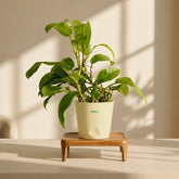 ivory philodendron ceylon gold