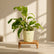 ivory philodendron ceylon gold