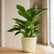 green congo philodendron with pot