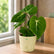 Philodendron Gloriosum