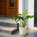 semi shade plants