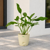 joepii philodendron
