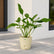 joepii philodendron