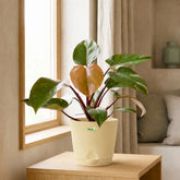 philodendron pink princess with pot
