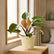 philodendron pink princess with pot