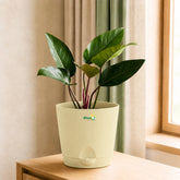buy red congo plant 