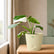 ivory philodendron white princess