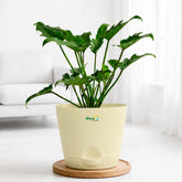 ivory philodendron xanadu