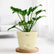 ivory philodendron xanadu