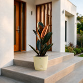 ivory rubber ficus black