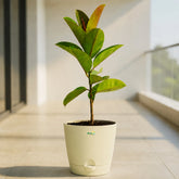 ivory rubber plant ficus elastica