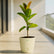 ivory rubber plant ficus elastica