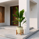 Buy Ruffled Fan Palm