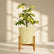 schefflera plant with pot