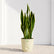 Sansevieria Laurentii Yellow (Snake Plant)