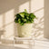 ivory syngonium pixie