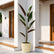 ivory wheat calathea plant