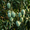 Mango Kalapady