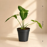 Phyllotaenium Lindenii plant online