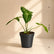 Phyllotaenium Lindenii plant online