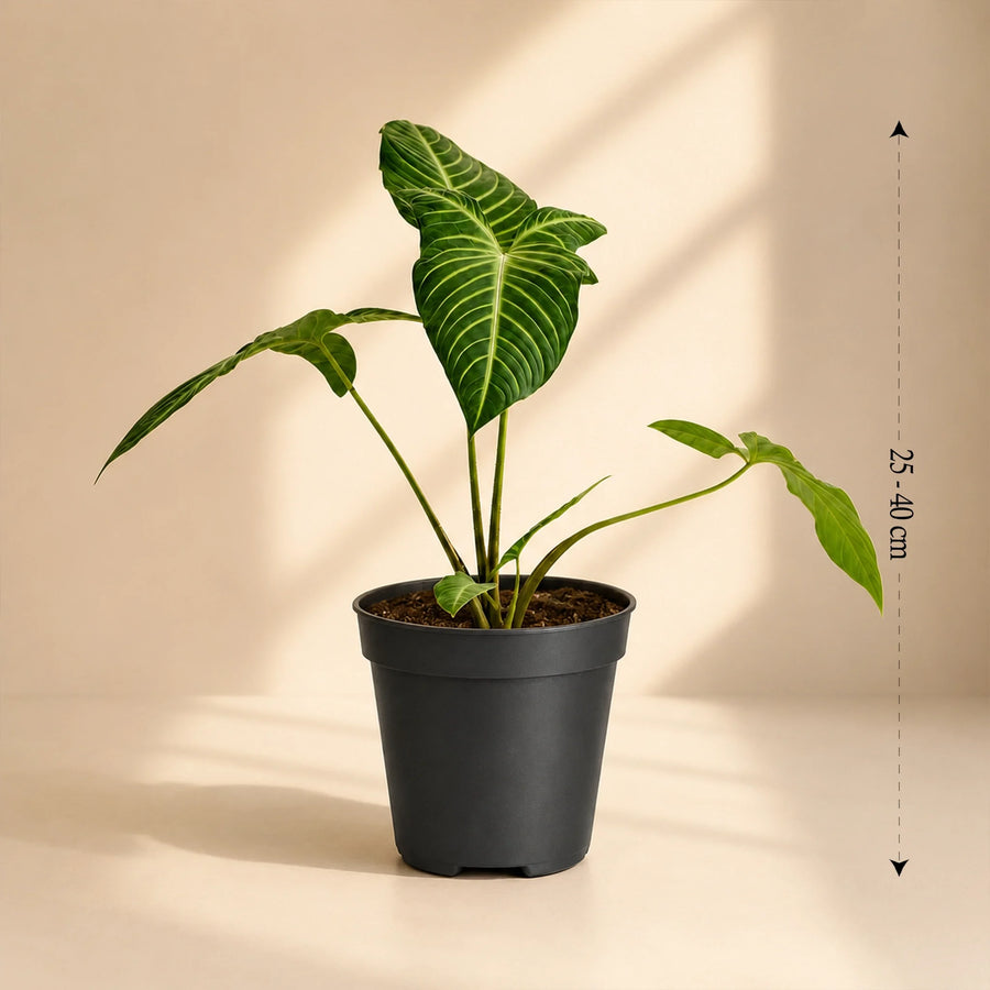 Phyllotaenium Lindenii plant online