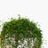 Malpighia Ball Plant
