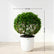 Malpighia Ball Plant