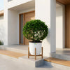 Malpighia Ball Plant
