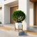 Malpighia Ball Plant