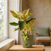 pink aglaonema