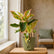 pink aglaonema