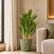 buy white stem aglaonema plant