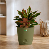 Aglaonema Lipstick 