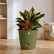 Aglaonema Lipstick 