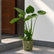 Alocasia Cucullata
