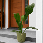 anthurium hookeri flower plant