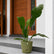 anthurium hookeri flower plant