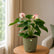 Anthurium  Princess