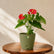 Anthurium Red