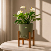 olive green anthurium white flamingo