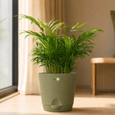miniature areca palm plant