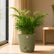 miniature areca palm plant