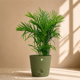 olive green bamboo cane palm