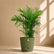 olive green bamboo cane palm