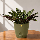 calathea variety plants