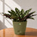 calathea variety plants